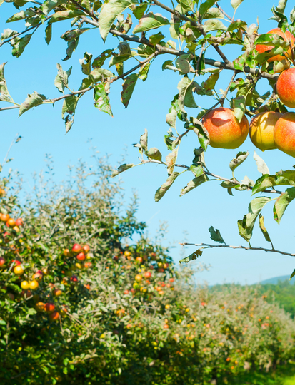 Top places to visit in the Pays d’Auge, in the heart of Calvados