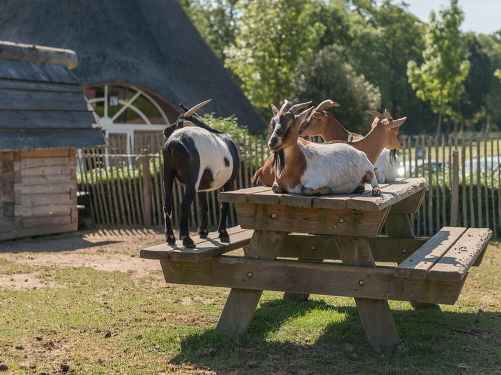 Campsite Castel Camping Les Ormes, Domaine & Resort DOL DE BRETAGNE Brittany 10