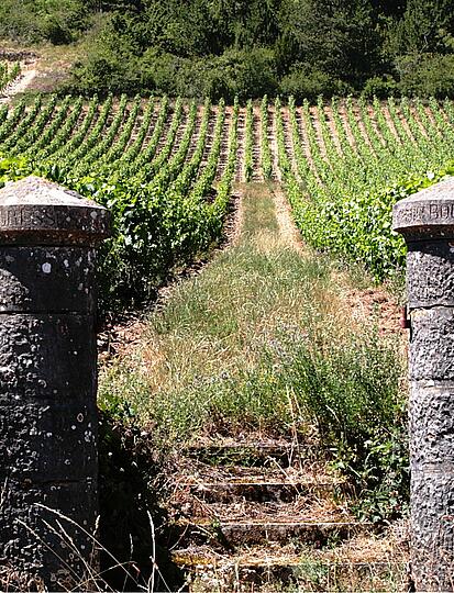 Burgundy wine route: discover the most beautiful itineraries 🍇🍷🚲