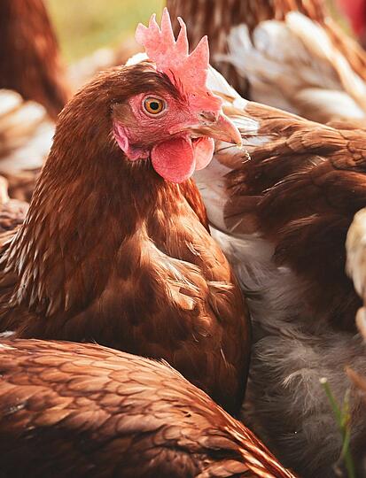 Recipe: the Château de Chanteloup’s Sarthe-style casserole