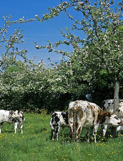 Visiting Calvados: the must-see sights